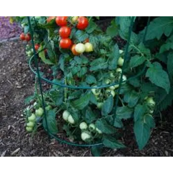 red Tomato Plant