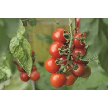 RAJESWARI NURSERY Tomato Plant