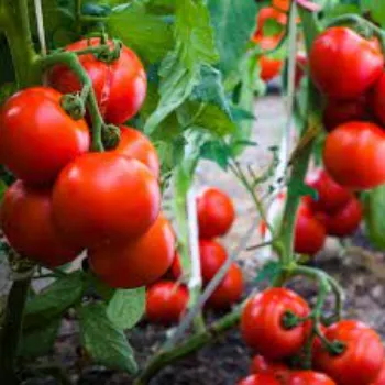 Natural Tomato Plant