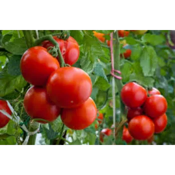Roshni Agri forestry Tomato Plant