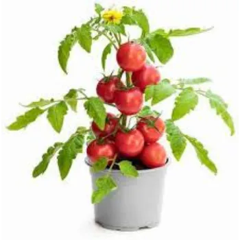 Organic   Tomato Plant