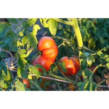  Tomato Plant