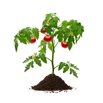 Tomato Plant