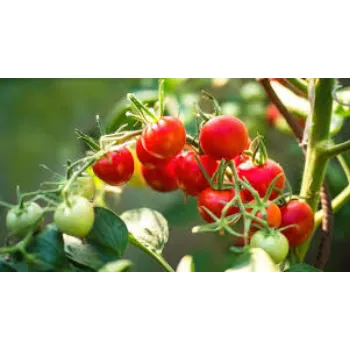 Red Tomato Plant