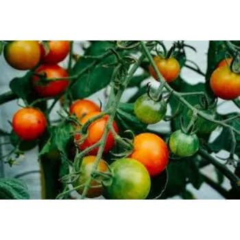 Natural Tomato Plant