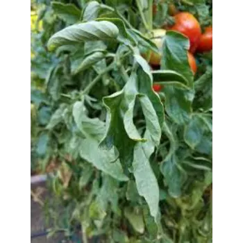 Natural Tomato Plant