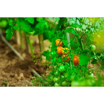Tomato Plant