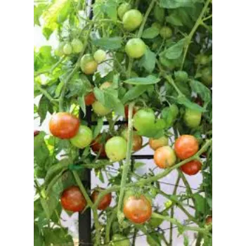 Natural Tomato Plant