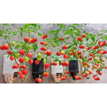 A.p. Flower Mart Tomato Plant