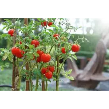 Rare Tomato Plant