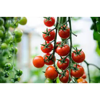Fresh  Tomato Plant