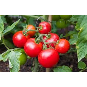 Organic  Tomato Plant