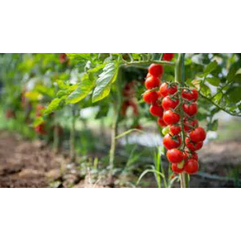 Common  Tomato Plant