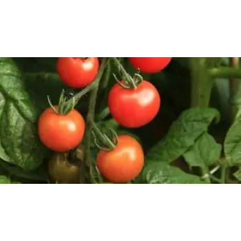 Natural Tomato Plant