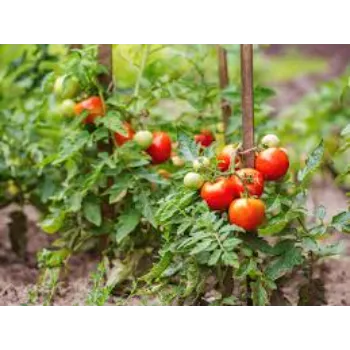 Natural Tomato Plant
