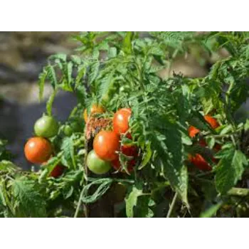 Tomato Plant