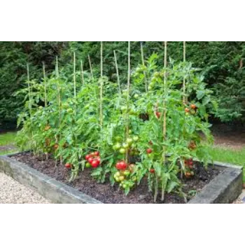 Natural Tomato Plant
