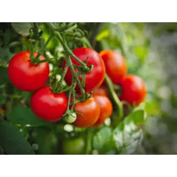 Natural  Tomato Plant