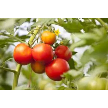 Tomato Plant
