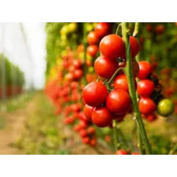 Organic Tomato Plant