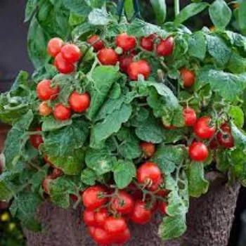 Natural Tomato Plants