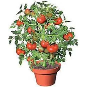 Organic Tomato Plant