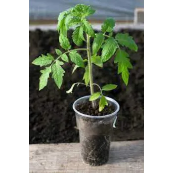 Organic Tomato Plants