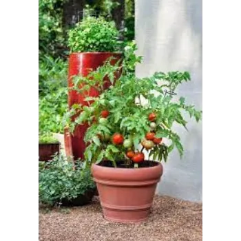 Natural Tomato Plants