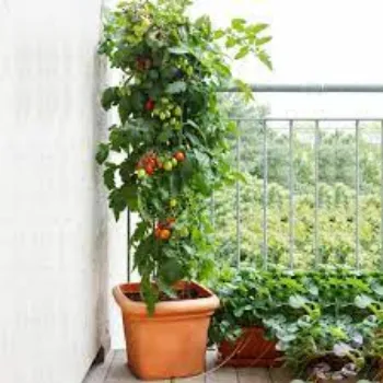 Organic Tomato Plants