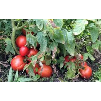 Natural Tomato Plants