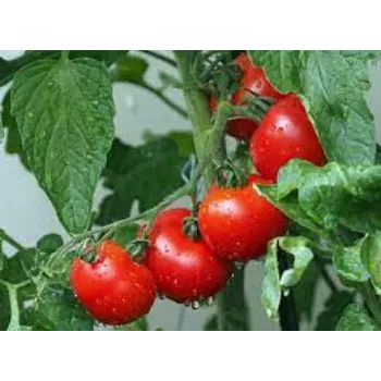 Fresh Tomato Plants