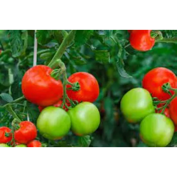 Organic Tomato Plant
