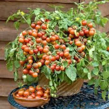 Common Tomato Plants