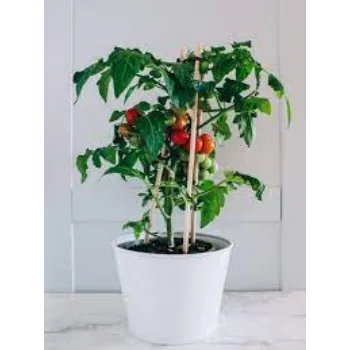 Natural Tomato Plant