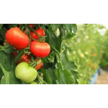 Tomato Plant