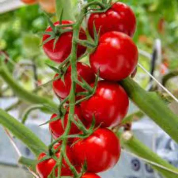 Natural Tomato Plants