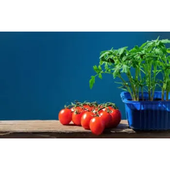 Natural Tomato Plant