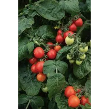 Organic Tomato Plants