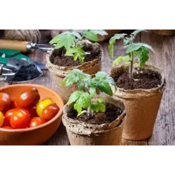Organic Tomato Plant