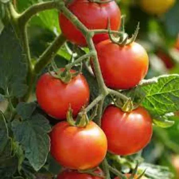Organic Tomato Plant