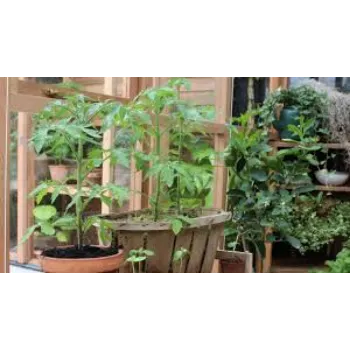 Natural Tomato Plant