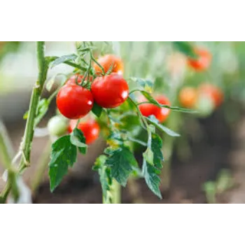 Fresh Tomato Plant
