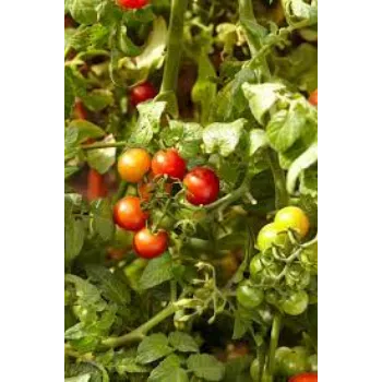 Organic Tomato Plant