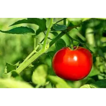 Natural Tomato Plant