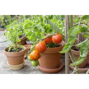 Natural Tomato Plant
