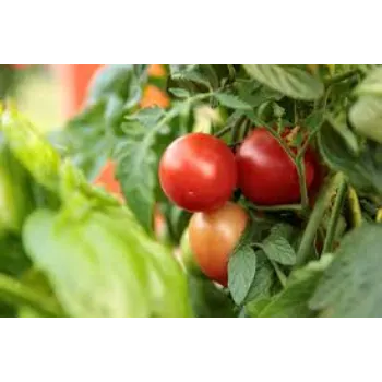 Organic Tomato Plant