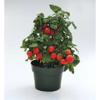 Organic Tomato Plant