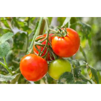 Organic Tomato Plant