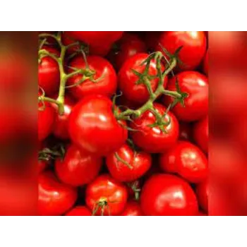 Fresh Tomato