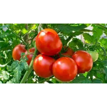 Natural Fresh Tomato